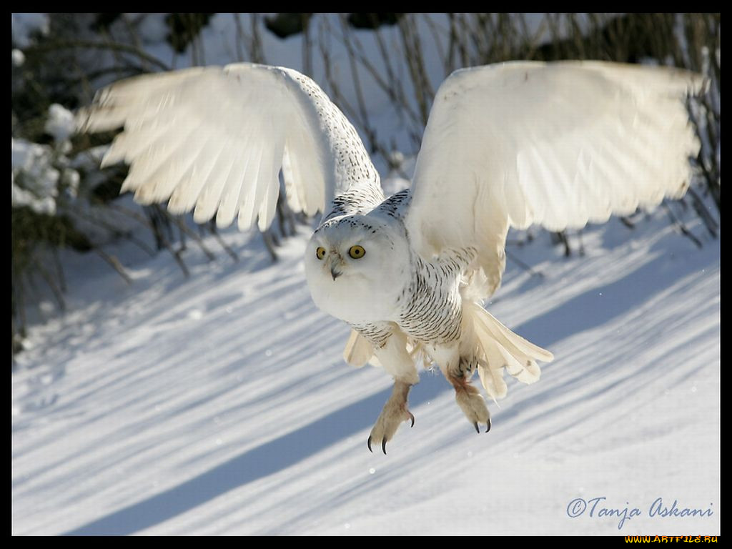 snow, owl, , 